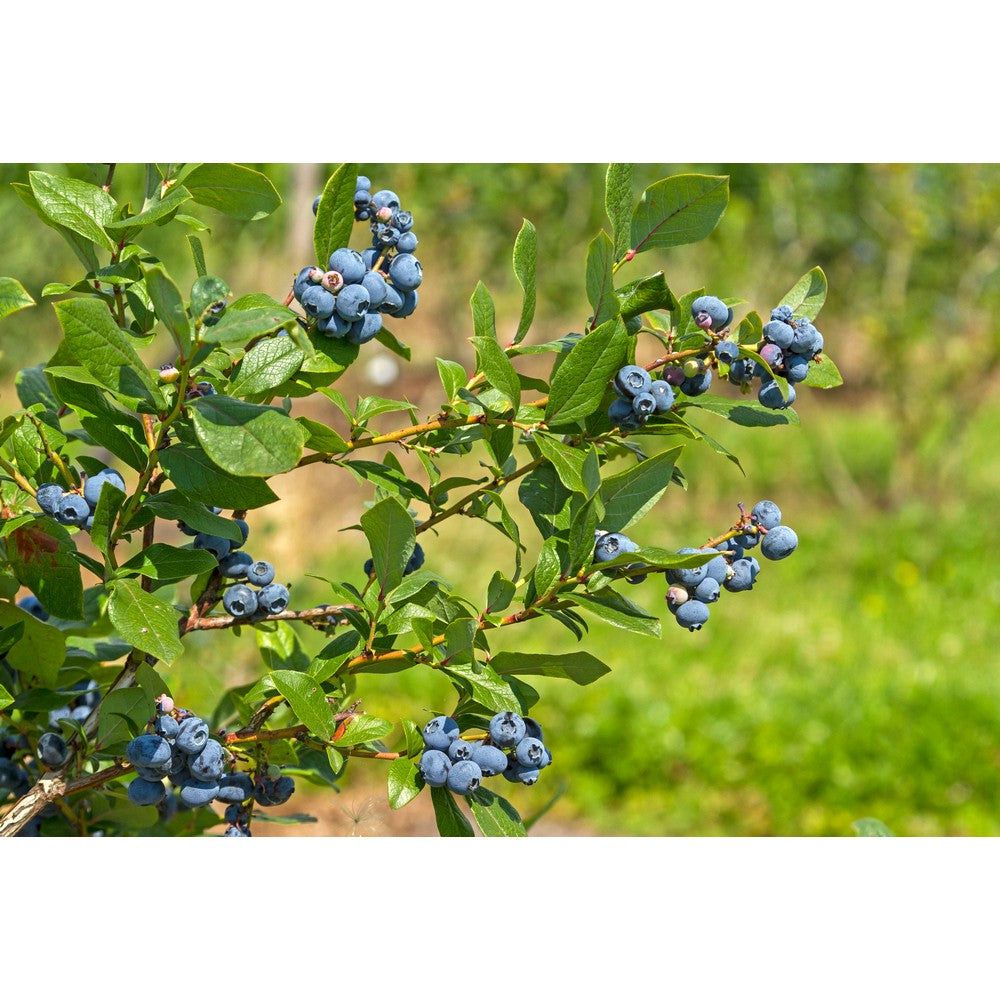 Omnia Garden Blåbärsbuske Northland SKU EAN