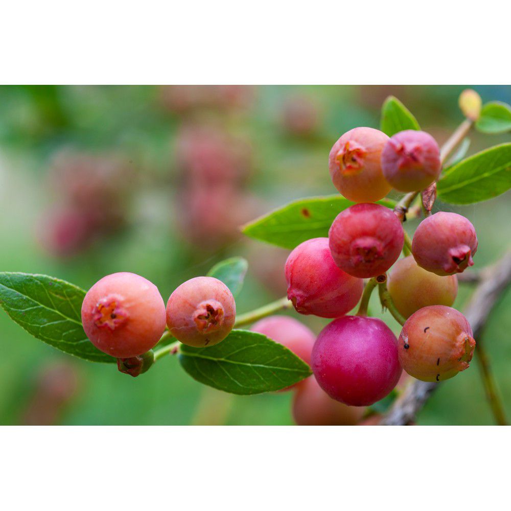 Omnia Garden Blåbärsbuske Pink Lemonade SKU EAN