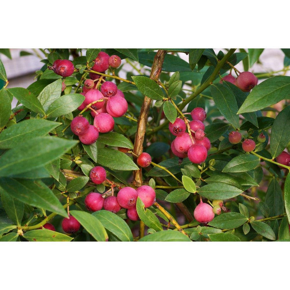 Omnia Garden Blåbärsbuske Pink Lemonade SKU EAN