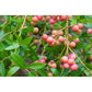 Omnia Garden Blåbärsbuske Pink Lemonade SKU EAN