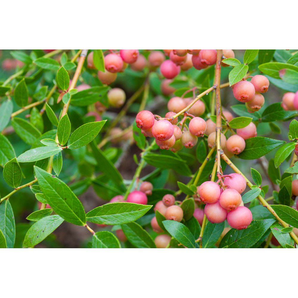 Omnia Garden Blåbärsbuske Pink Lemonade SKU EAN