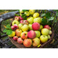 Omnia Garden Familjeträd Äpple Domestica SKU EAN