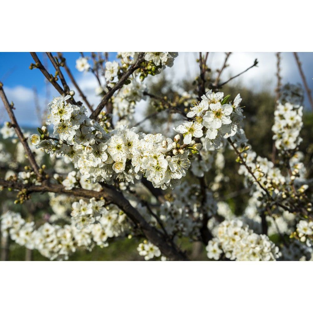 Omnia Garden Familjeträd Plommon Domestica SKU EAN