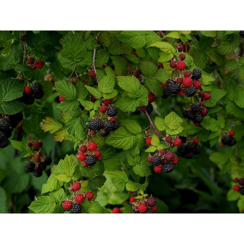 Omnia Garden Hallonbuske Black Jewel SKU EAN