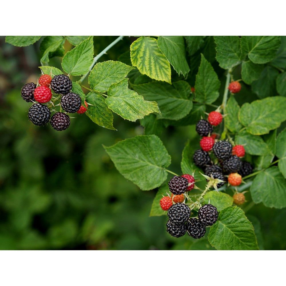 Omnia Garden Hallonbuske Black Jewel SKU EAN