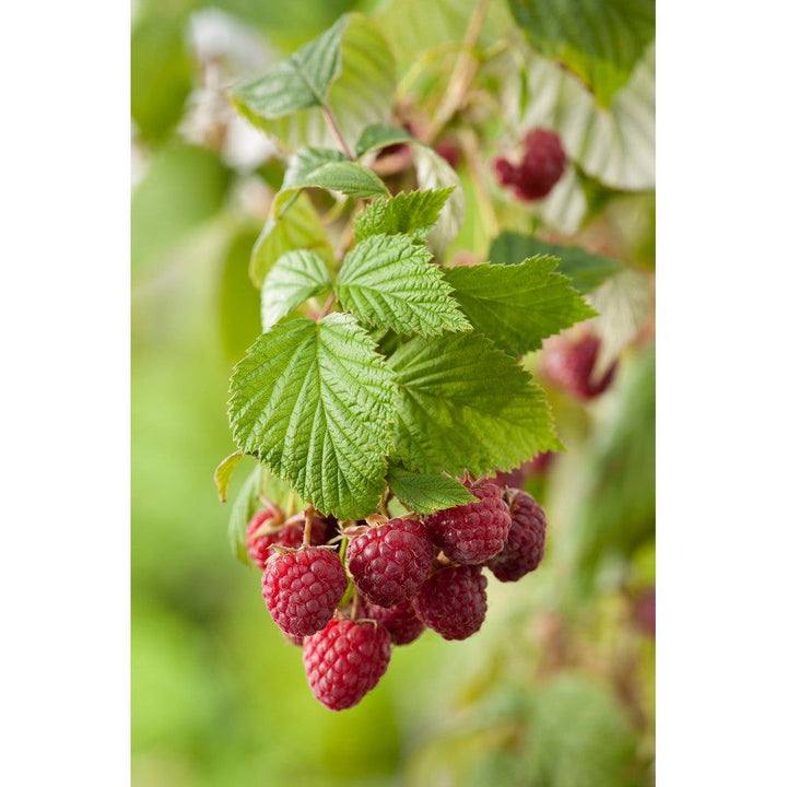 Omnia Garden Hallonbuske Mormorshallon SKU EAN
