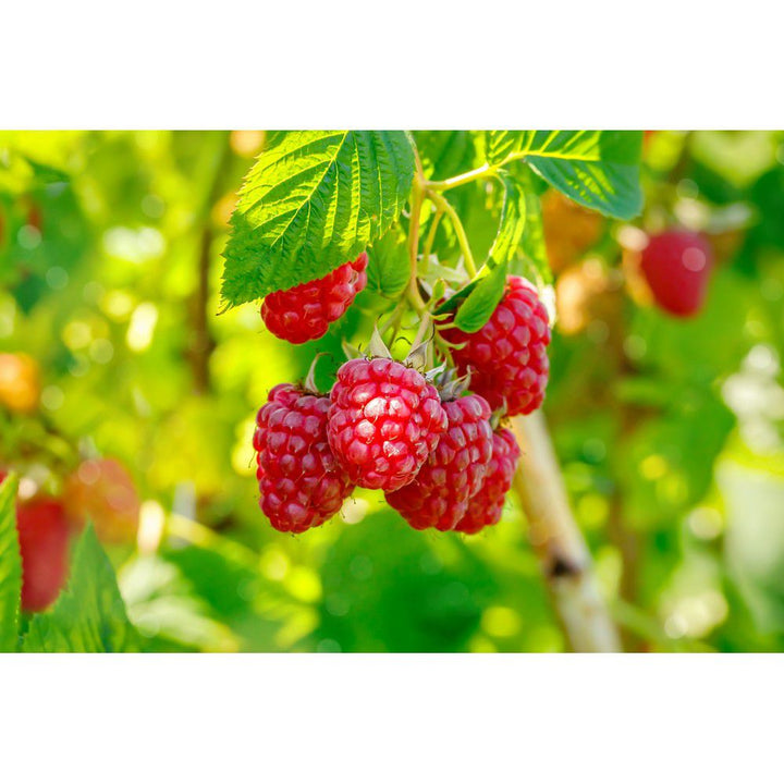 Omnia Garden Hallonbuske Mormorshallon SKU EAN