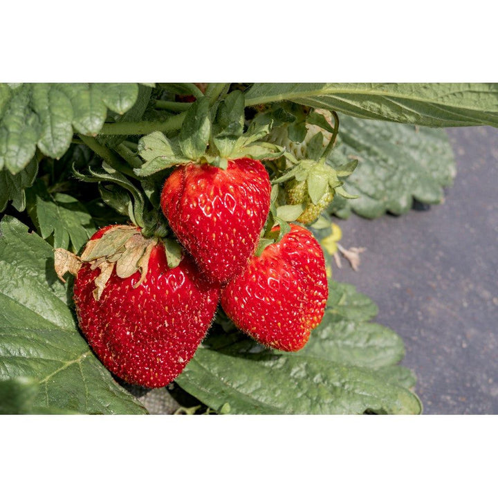 Omnia Garden Jordgubbsplanta Honeoye 10-pack SKU OMN-101171-10 EAN 07340208612456