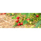 Omnia Garden Jordgubbsplanta Ostara 10-pack SKU OMN-101169-10 EAN 07340208612418