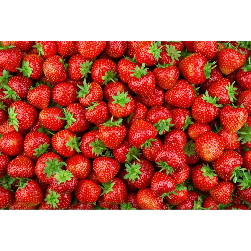 Omnia Garden Jordgubbsplanta Ostara 10-pack SKU OMN-101169-10 EAN 07340208612418