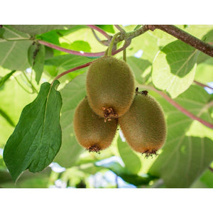 Omnia Garden Klätterväxt Kiwi Jenny SKU EAN