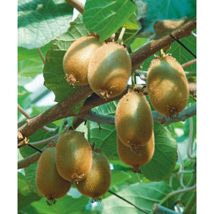 Omnia Garden Klätterväxt Kiwi Jenny SKU EAN