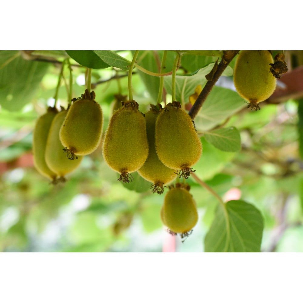 Omnia Garden Klätterväxt Minikiwi Issai SKU EAN