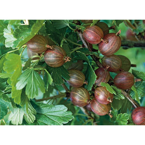 Omnia Garden Krusbärsbuske Hinnonmäki Röd Stam SKU EAN