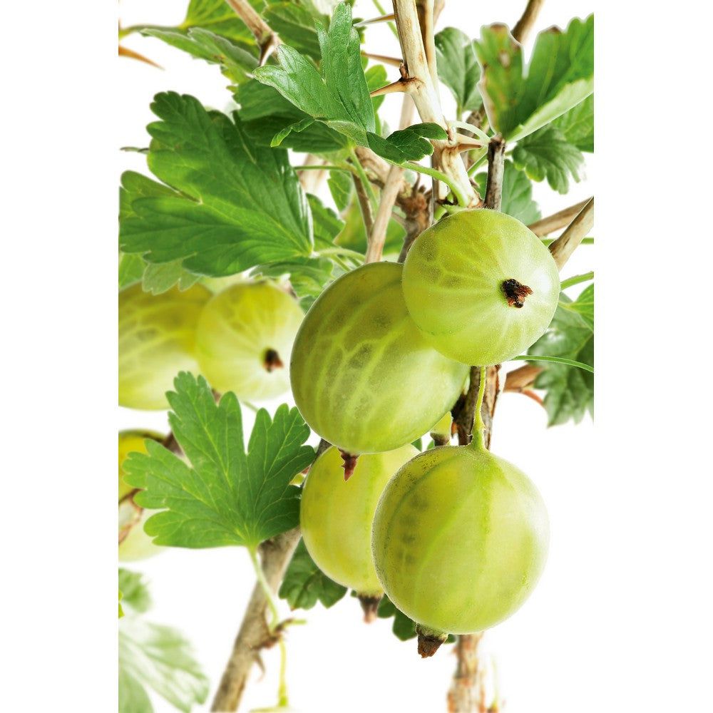 Omnia Garden Krusbärsbuske Invicta SKU EAN