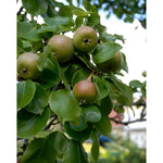 Omnia Garden Päronträd Augustipäron SKU EAN