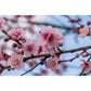 Omnia Garden Persikoträd Redhaven SKU OMN-101563 EAN 07340208618700