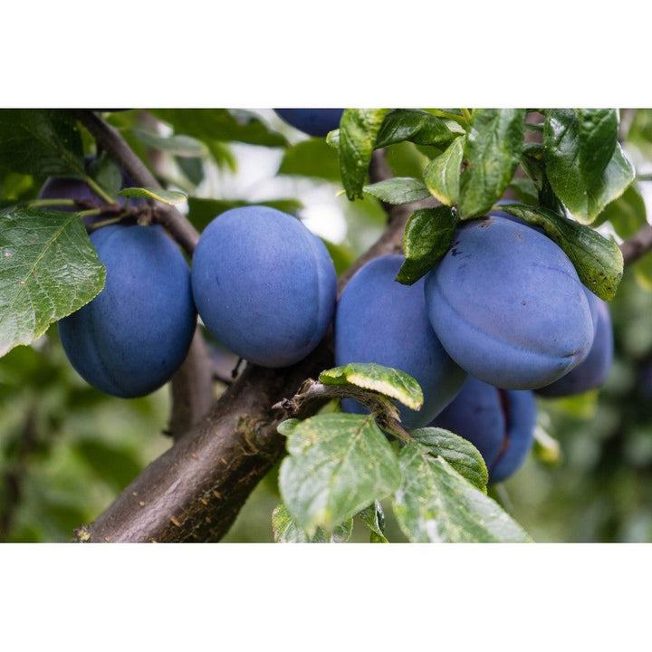 Omnia Garden Plommonträd Experimentalfältets Sviskon SKU EAN