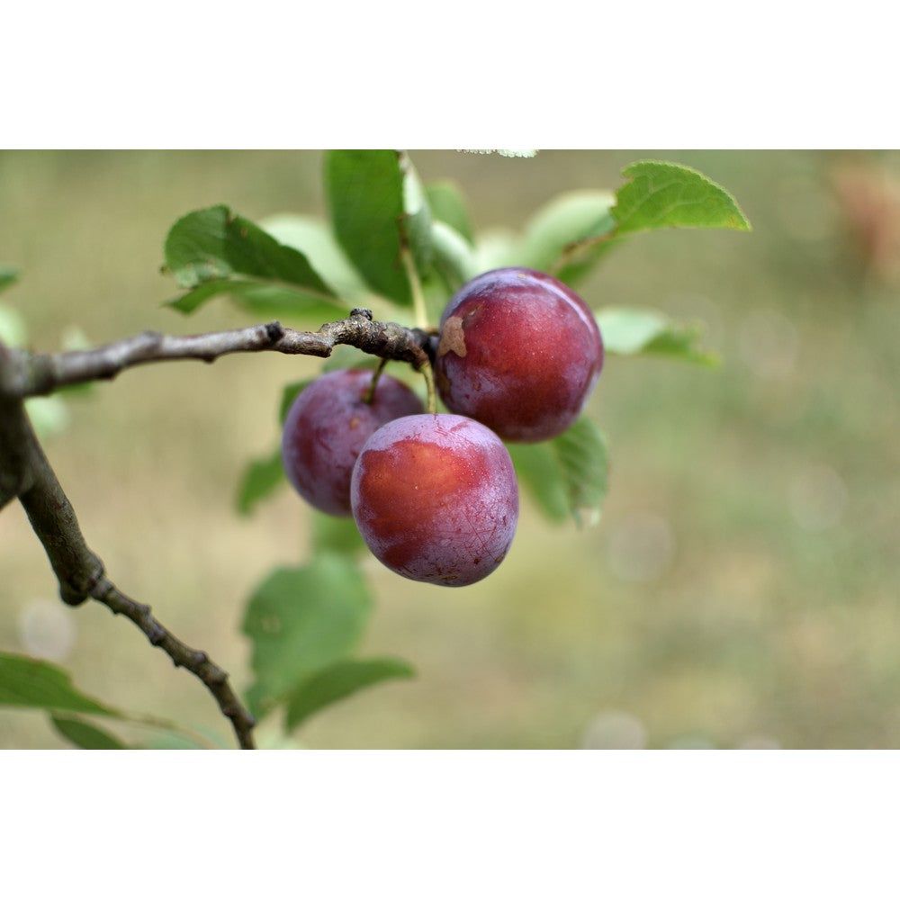 Omnia Garden Plommonträd Jubileum SKU EAN