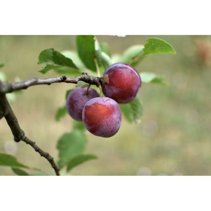 Omnia Garden Plommonträd Jubileum SKU EAN