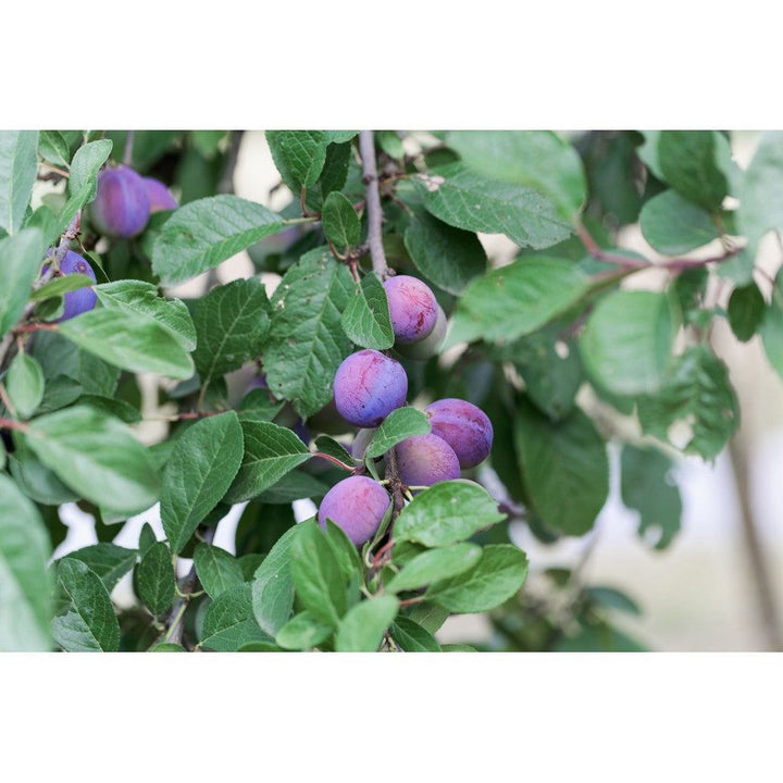 Omnia Garden Plommonträd Jubileum SKU EAN