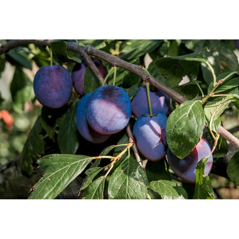 Omnia Garden Plommonträd Opal E SKU EAN
