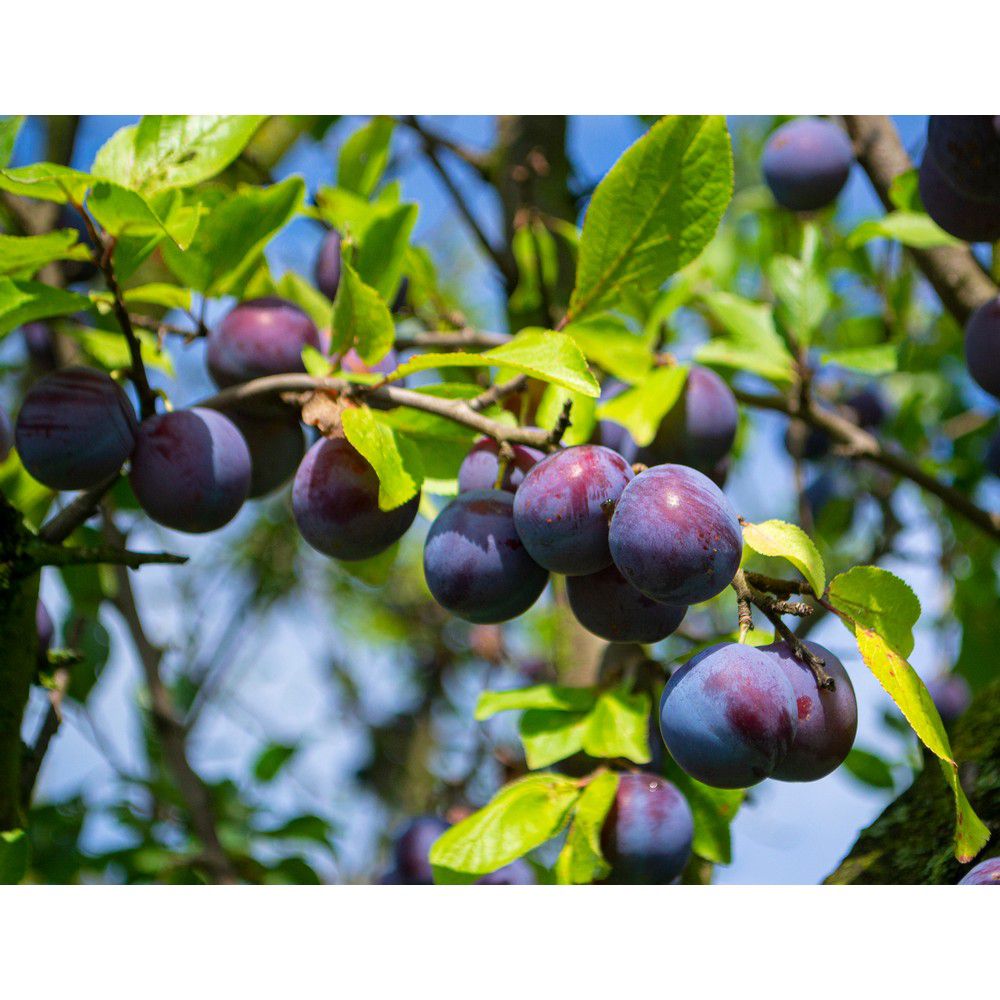 Omnia Garden Plommonträd Opal E SKU EAN