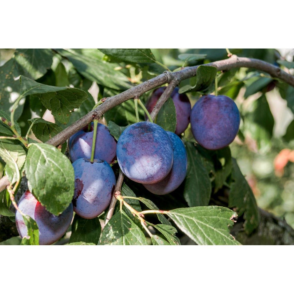 Omnia Garden Plommonträd Opal SKU EAN