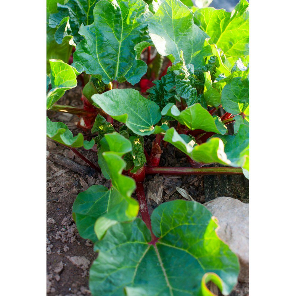 Omnia Garden Rabarber Barbro SKU EAN