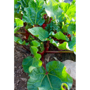 Omnia Garden Rabarber Barbro SKU EAN