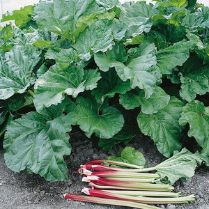 Omnia Garden Rabarber Elmsblitz SKU EAN