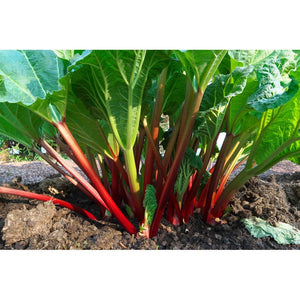 Omnia Garden Rabarber Red Champagne SKU EAN