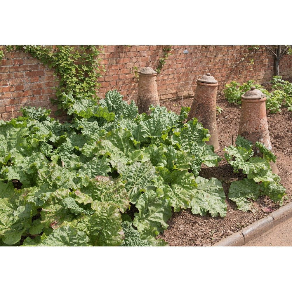 Omnia Garden Rabarber Victoria SKU EAN