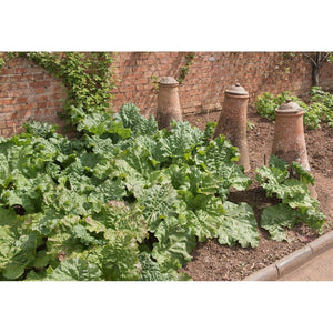 Omnia Garden Rabarber Victoria SKU EAN