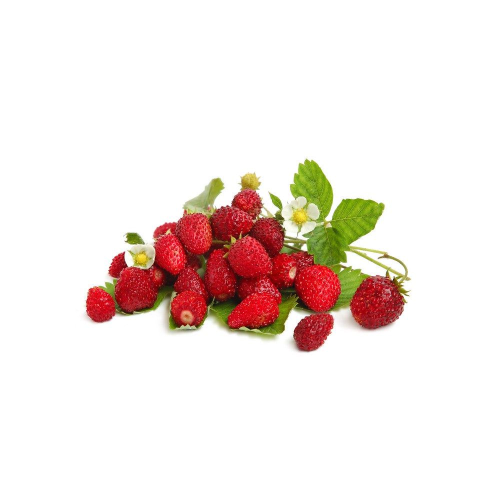 Omnia Garden Smultronplanta Rödluvan 10-pack SKU OMN-101175-10 EAN 07340208612531