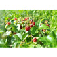 Omnia Garden Smultronplanta Rödluvan 10-pack SKU OMN-101175-10 EAN 07340208612531
