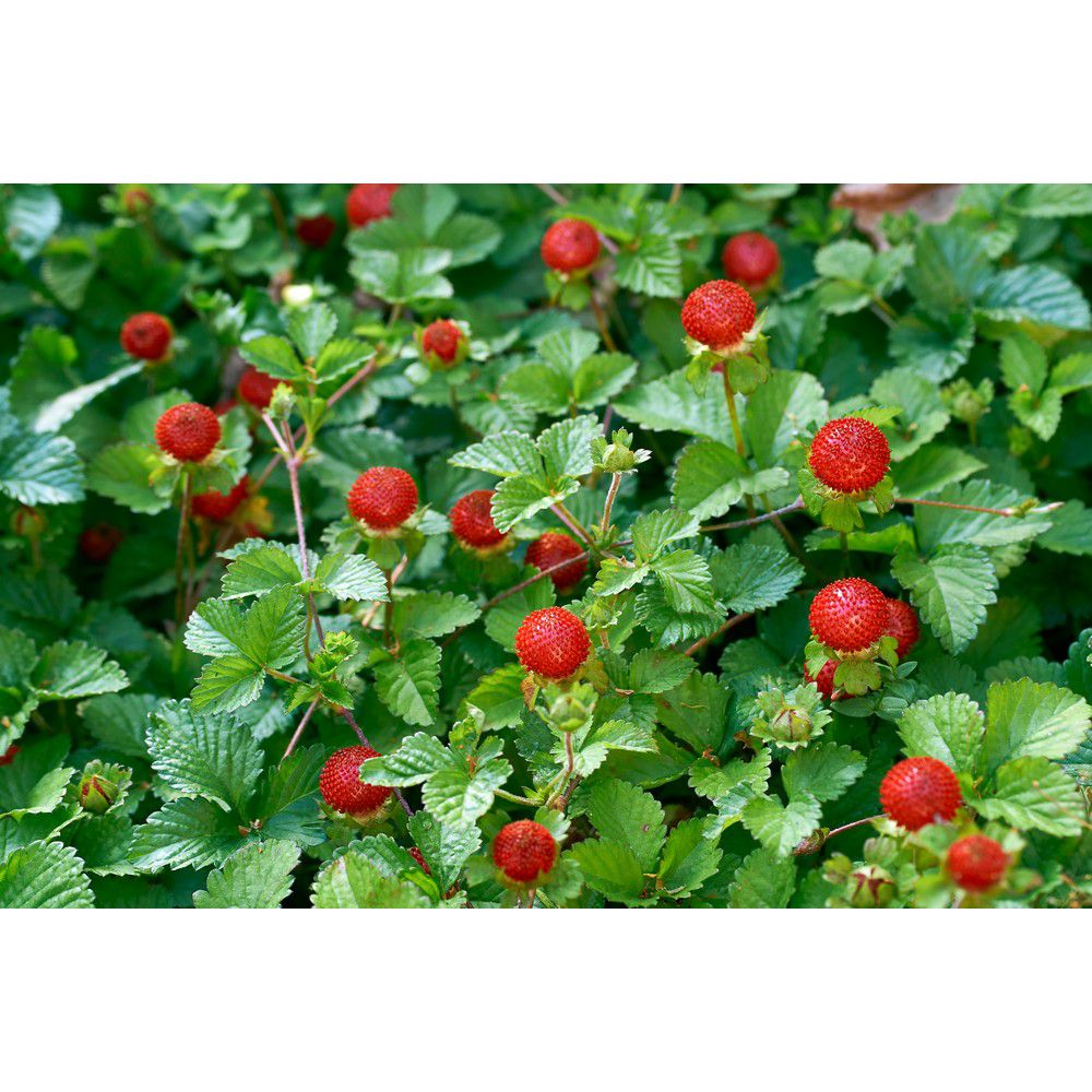Omnia Garden Smultronplanta Rügen 10-pack SKU OMN-101173-10 EAN 07340208612494