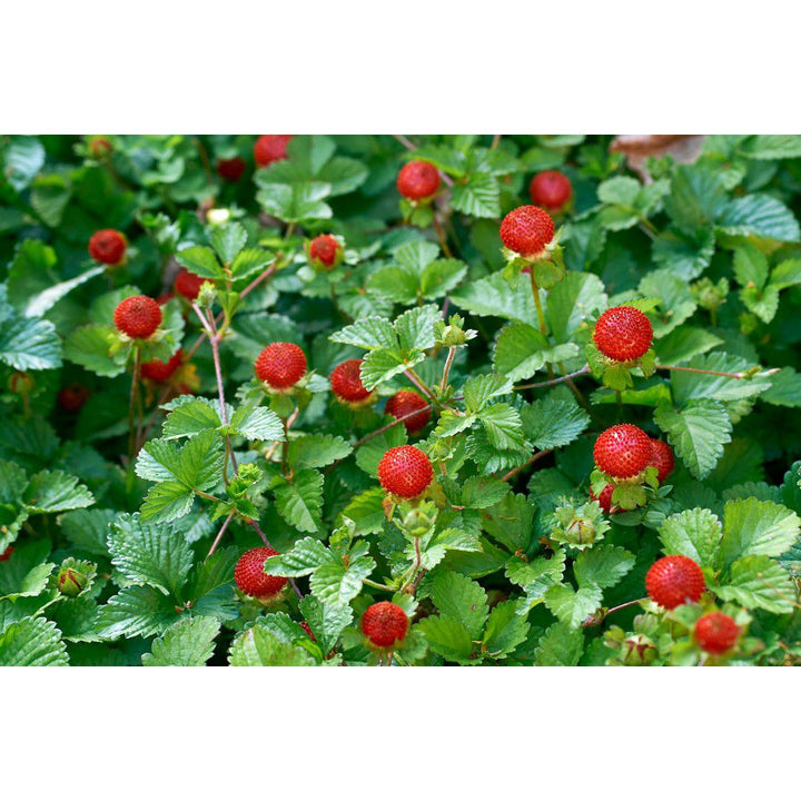 Omnia Garden Smultronplanta Rügen 10-pack SKU OMN-101173-10 EAN 07340208612494