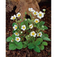 Omnia Garden Smultronplanta Snövit 10-pack SKU OMN-101174-10 EAN 07340208612517