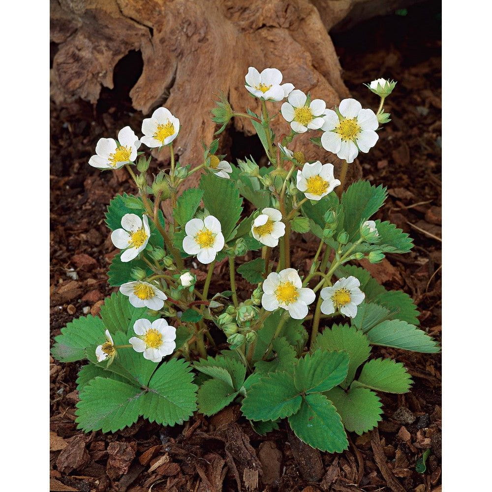 Omnia Garden Smultronplanta Snövit 10-pack SKU OMN-101174-10 EAN 07340208612517