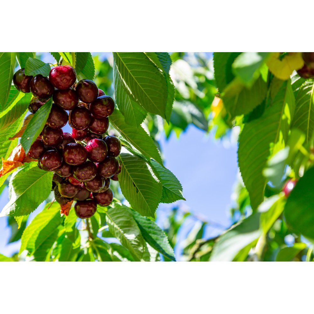 Omnia Garden Sötkörsbärsträd Kordia SKU EAN
