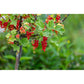 Omnia Garden Vinbärsbuske Röda Rolan Stam SKU EAN