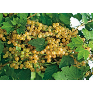 Omnia Garden Vinbärsbuske Vita Holländska SKU EAN