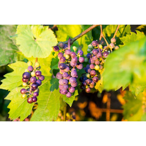 Omnia Garden Vinranka Glorie Boskoop SKU EAN