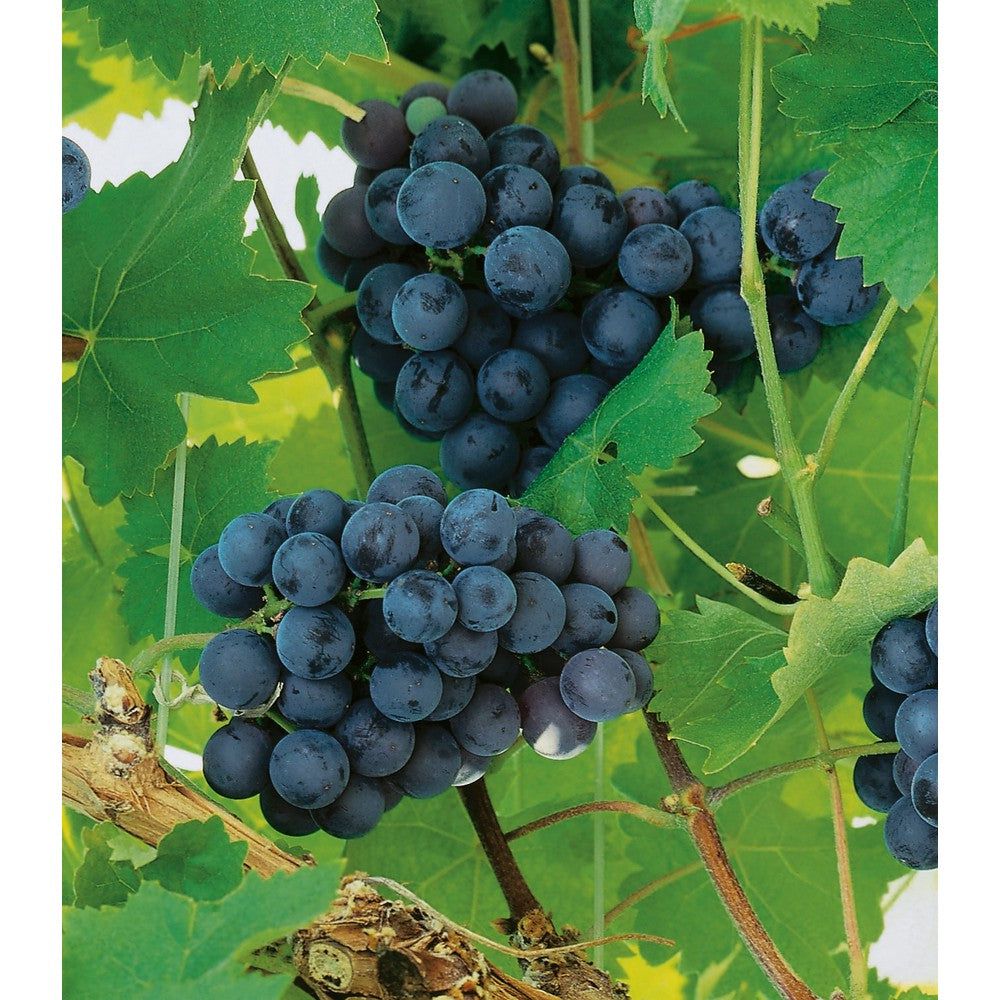 Omnia Garden Vinranka Nordica SKU EAN