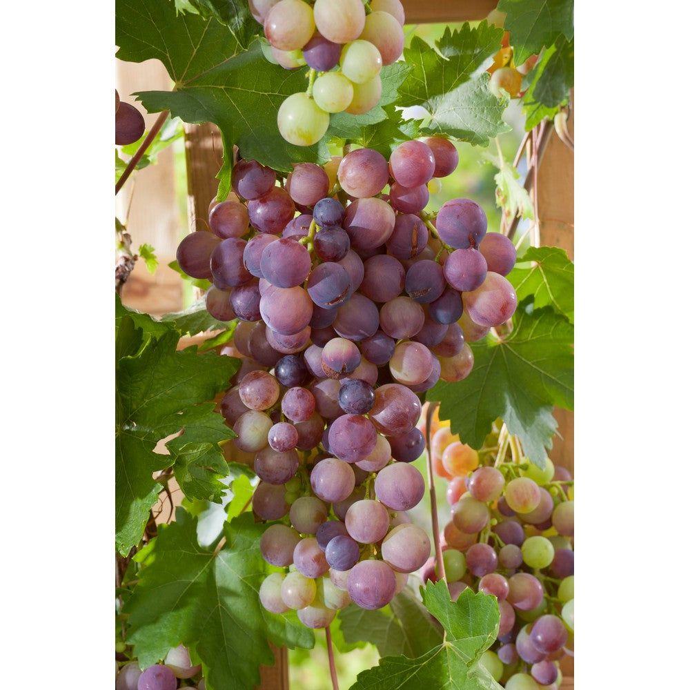 Omnia Garden Vinranka Vanessa SKU EAN